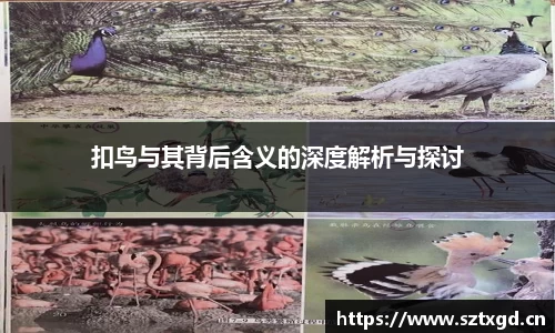 扣鸟与其背后含义的深度解析与探讨